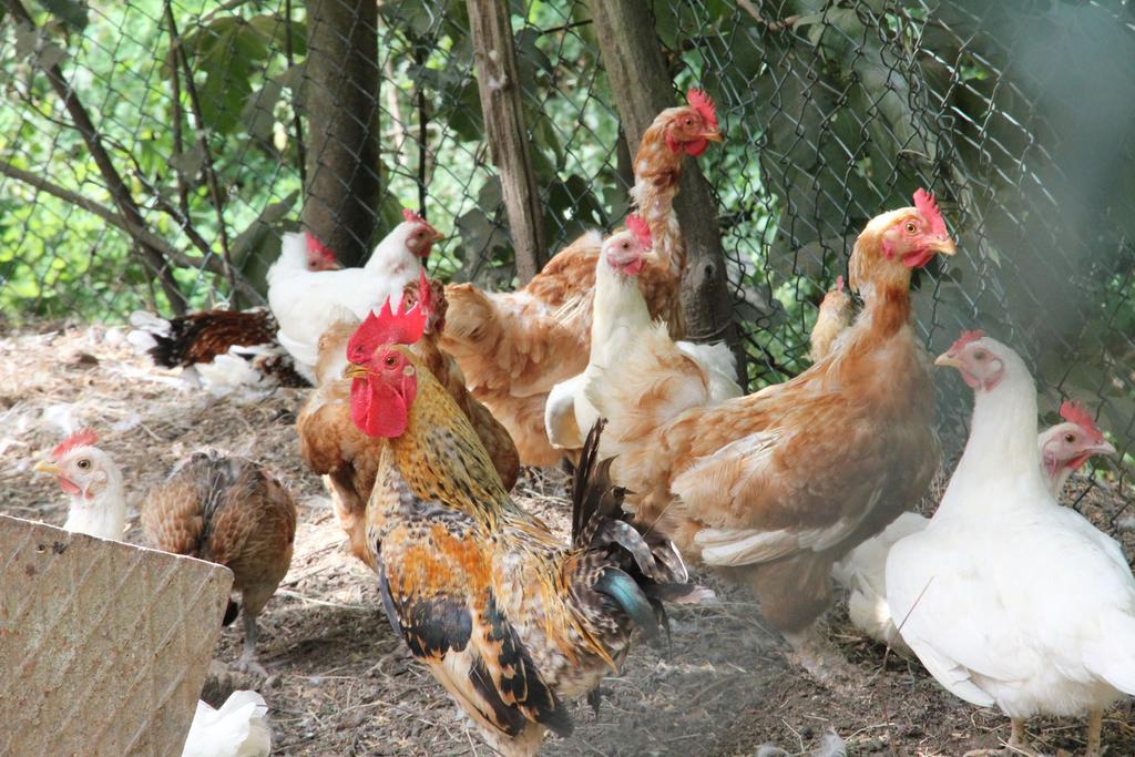 Gli Arancini Villa Quarrata Dış mekan fotoğraf